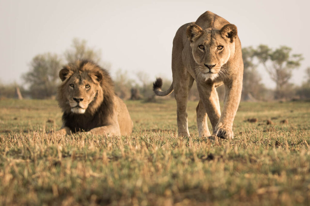 Low angle front shot of stalking lioness next to a lion